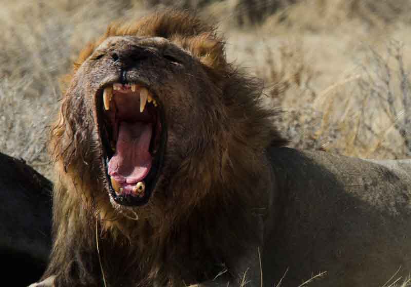 León - parque nacional de Etosha - Namibia 21.jpg